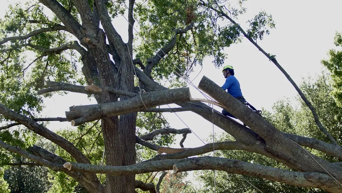 Professional Crown Thinning performed by certified arborists in Hamel